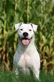 DOGUE ARGENTIN 371